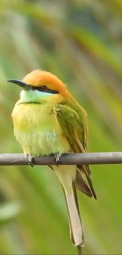 A colorful bird perched on a branch with a blurred green background.