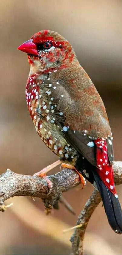 Colorful bird perched on a branch.