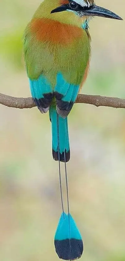 Vibrant bird perched on a branch with striking colors.