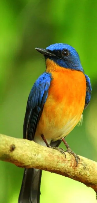 Vibrant bird perched on branch with green background.