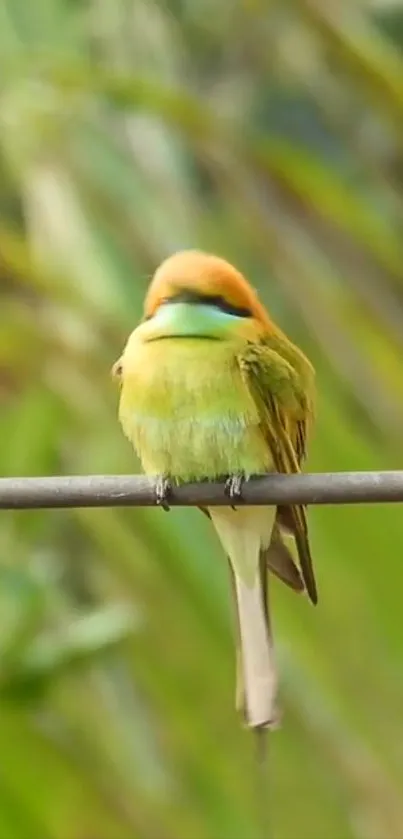 A vibrant green bird perched on a branch against a lush green background.