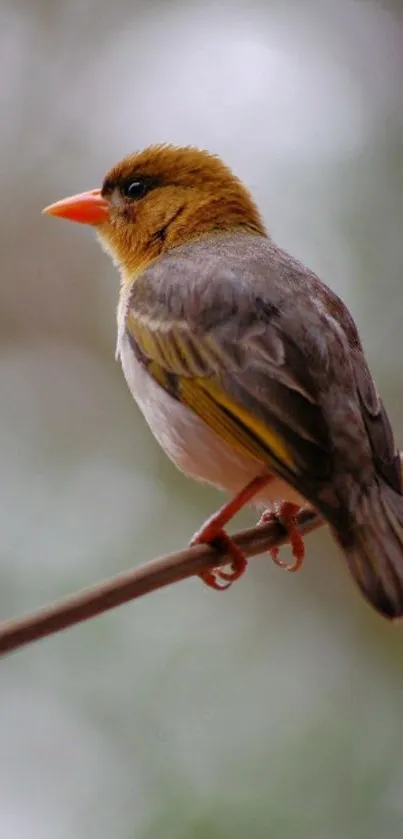 A colorful bird perched on a branch against a soft blurred background.