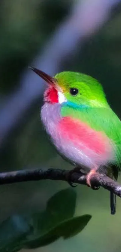 Colorful bird with green and pink feathers on a branch.