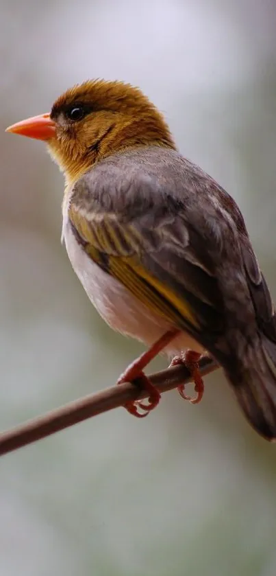 A colorful bird perched on a branch with a soft background.