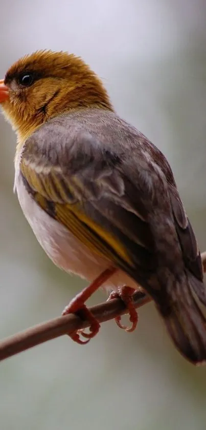 Vibrant bird perched on a thin branch with soft background.