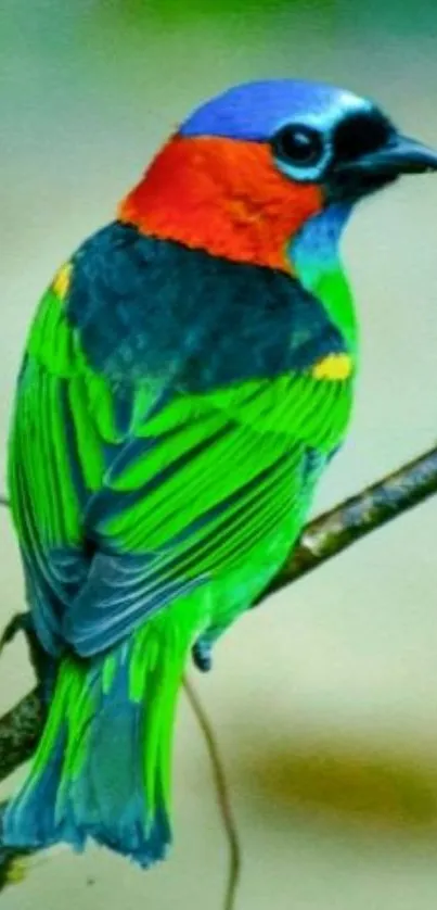 Vibrant bird perched on a branch with colorful feathers.