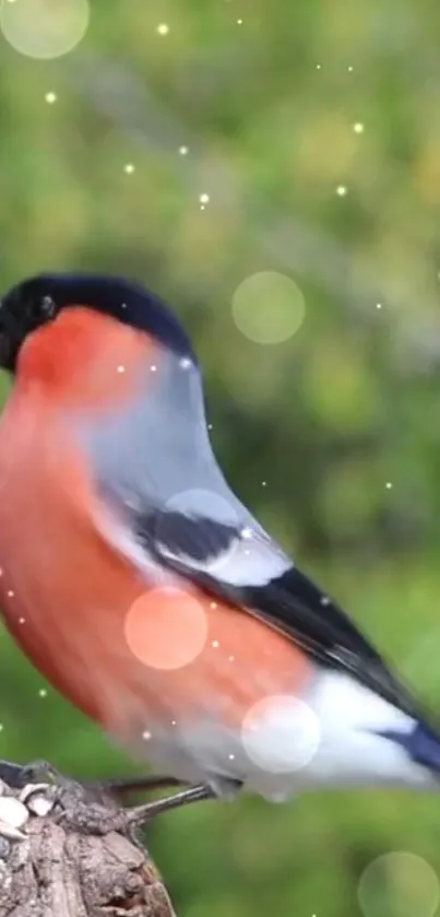 Colorful bird on branch with bokeh background.