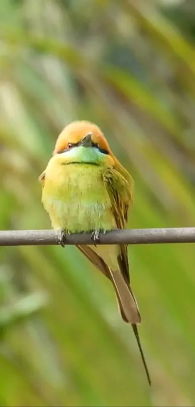 Vibrant green bird perched with colorful background.