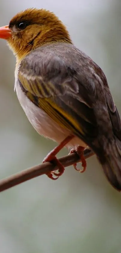 A colorful bird perched gracefully on a branch, set against a blurred background.