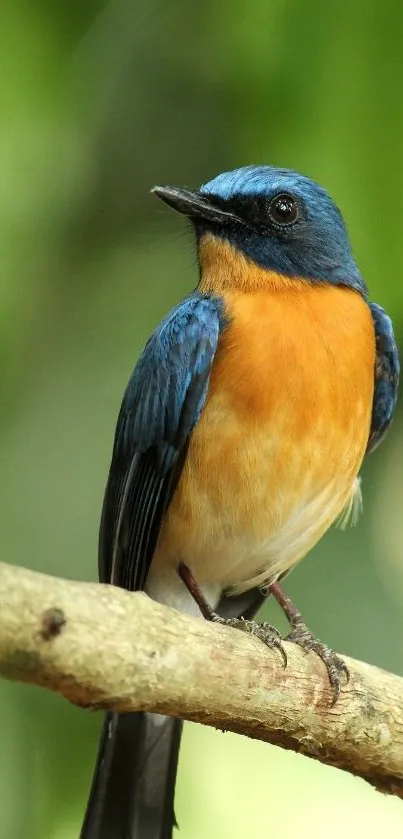 Colorful blue and orange bird on branch with blurred green background.