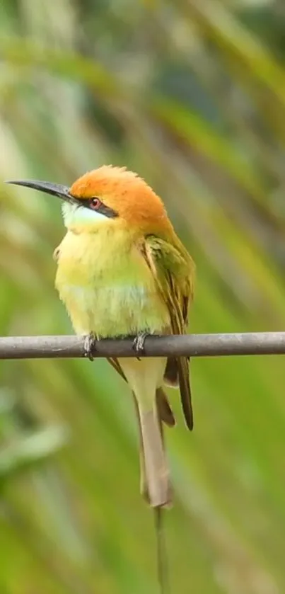 A colorful bird perched on a branch with a green background.