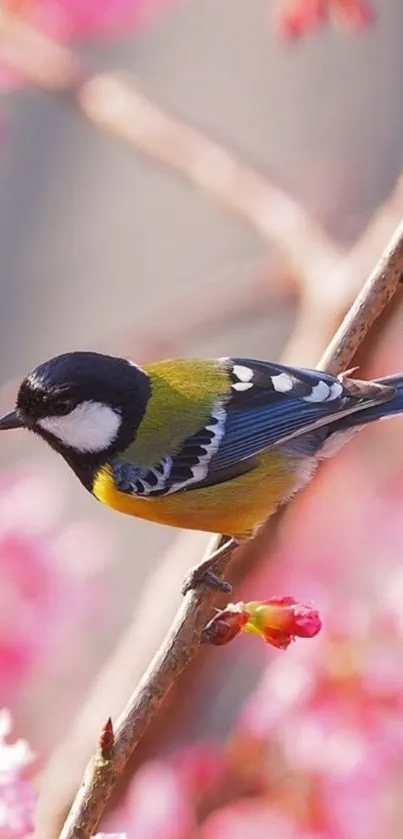 Vibrant bird on cherry blossom branch wallpaper.