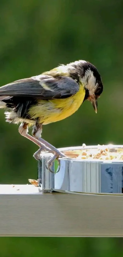 Colorful bird perched on a shiny feeder against a green background.