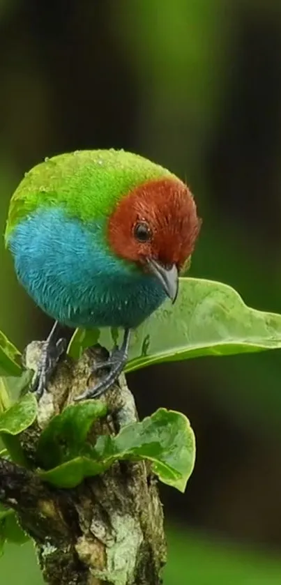 Vibrant colorful bird perched on a green branch in nature.