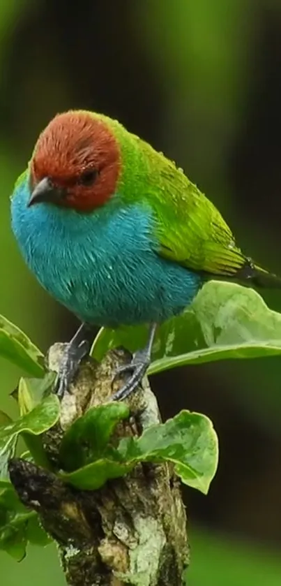 Colorful bird perched on green leafy branch.