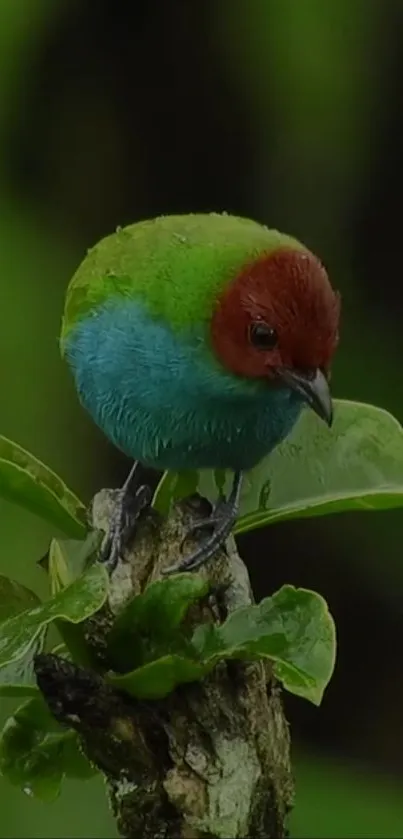 A colorful bird perched on a green leaf.