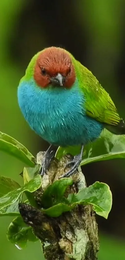 Vibrant bird on leafy branch with rich green background.