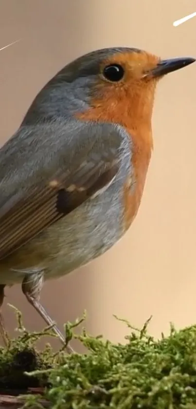 Close-up of a robin perched on green moss.