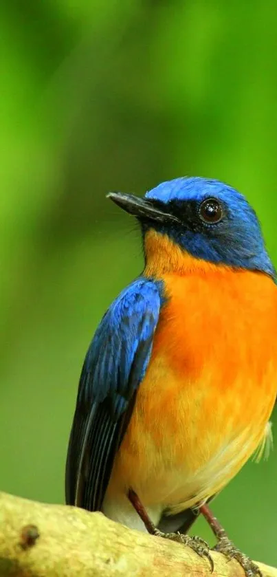 Mobile wallpaper of a colorful bird perched on a branch with vibrant green background.