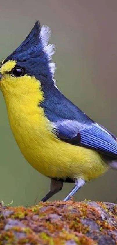 Colorful bird perched on a mossy rock with blurred natural background.