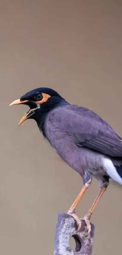 A vibrant bird on a perch set against a beige background.