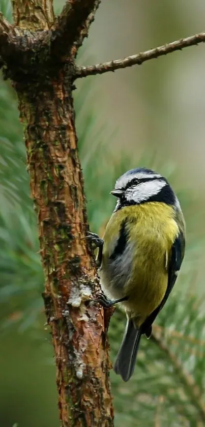 Bird perched on a green pine tree branch