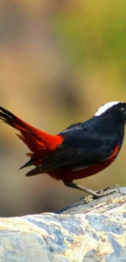 Bird with vibrant plumage perched on a rock in nature.