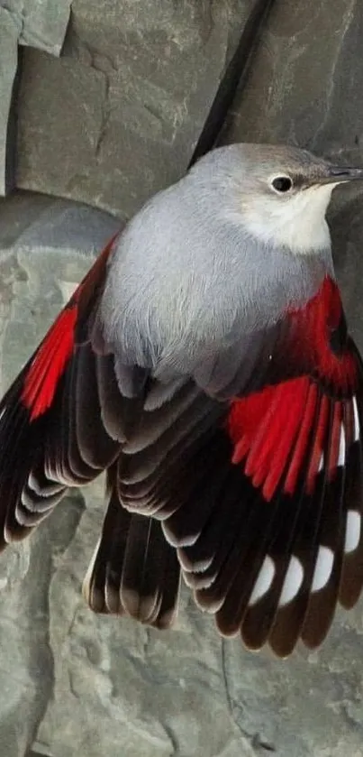 Beautiful bird with vibrant red wings on a rocky surface.