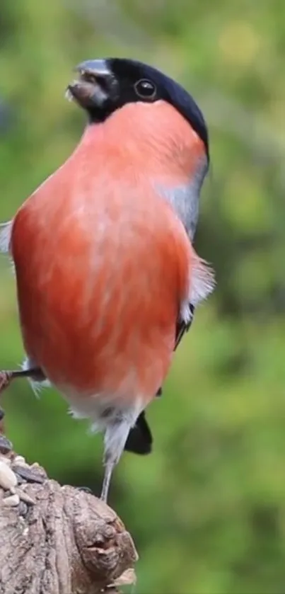 Colorful bird perched on tree branch with a green background.