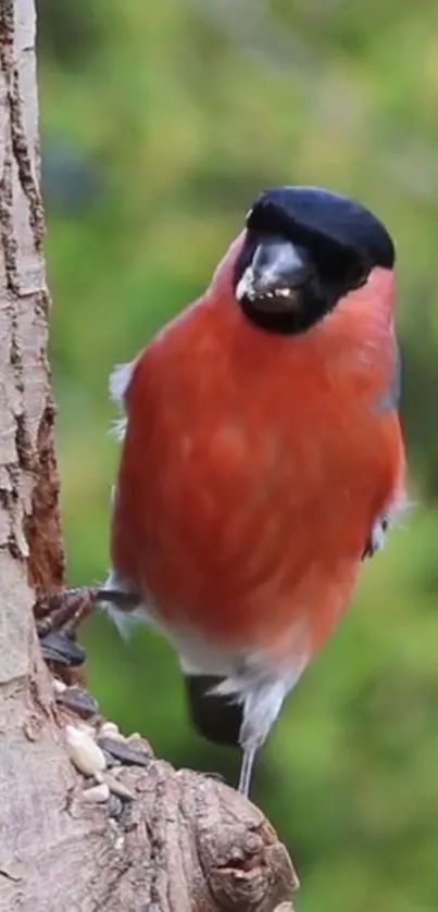 Vibrant bird perched on a tree against green background.