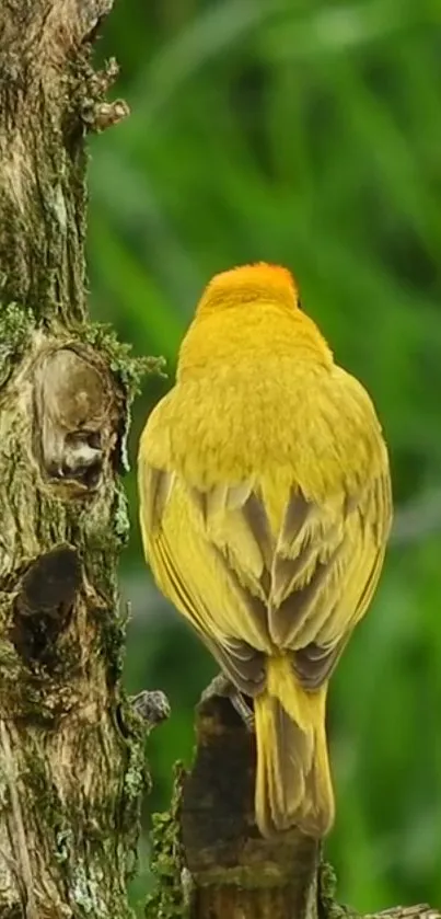 Yellow bird perched on tree trunk with green background.