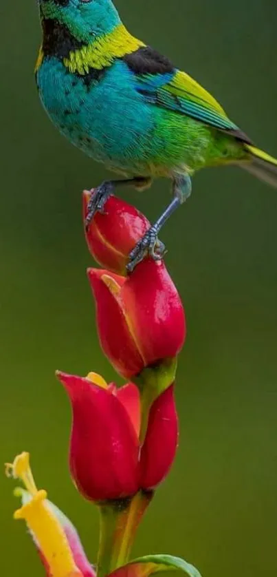 Colorful bird perched on a red flower against a green background.