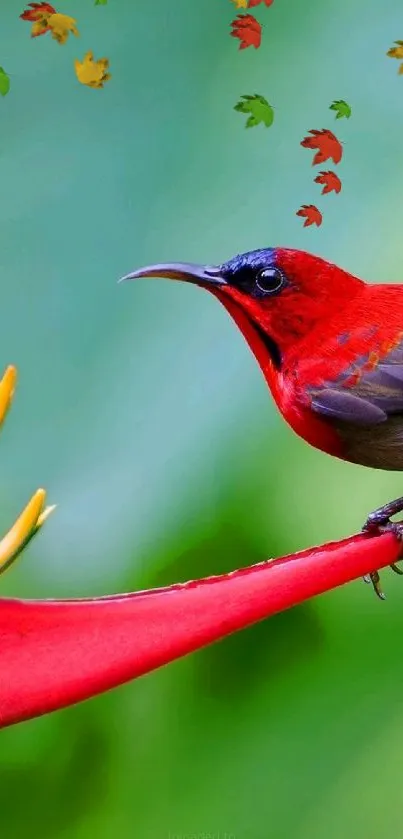 Bright red bird on a tropical flower with a green background.