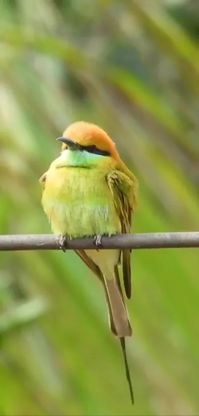 A colorful bird sits calmly against a lush green background.