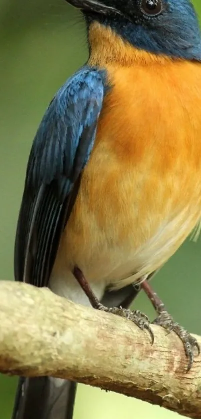 Vibrant blue and orange bird perched on a branch in a natural setting.