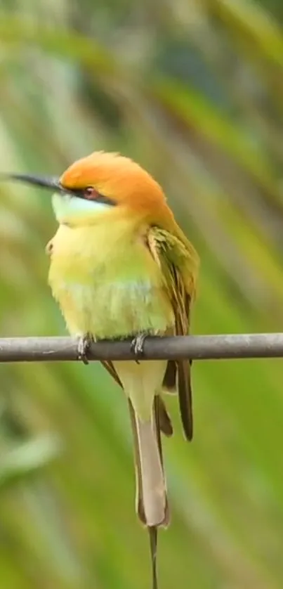 A colorful bird with vibrant plumage perched on a branch.