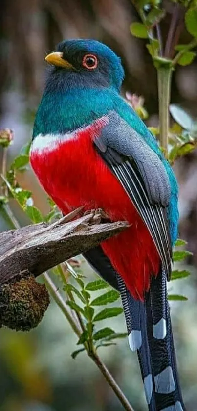 Vibrantly colored bird perched on a branch, showcasing stunning plumage.