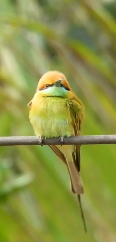 Vibrant green bird perched against a lush background.