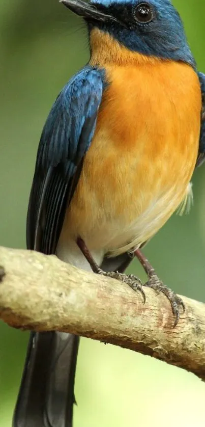 Blue and orange bird perched on a branch, ideal for nature lovers.