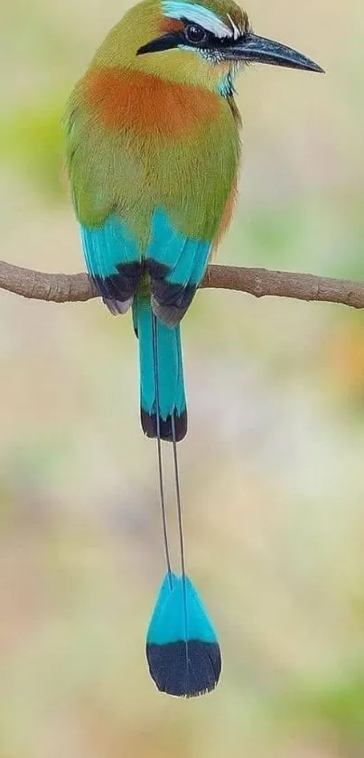 Vibrant bird perched on a branch with colorful feathers against a soft background.