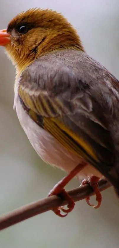 Colorful bird perched on a branch with soft background.