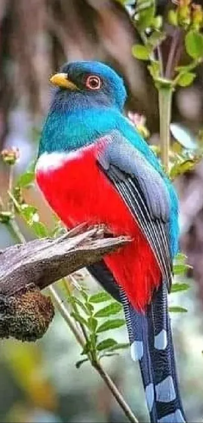 Vibrant colorful bird perched on branch mobile wallpaper.