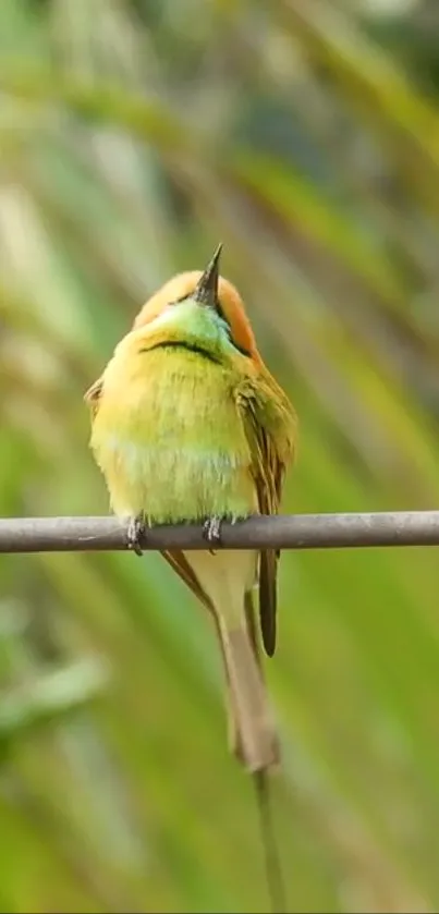 Colorful bird perched on a branch with a green background.