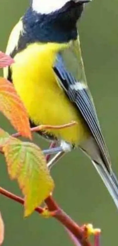 Vibrant bird perched on branch with lush green background.