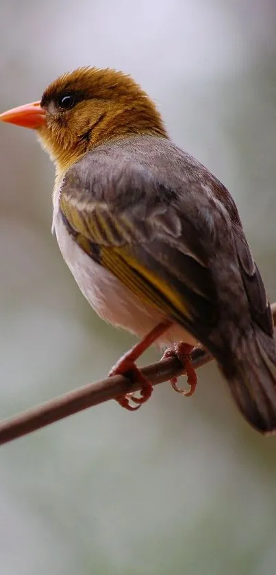 Vibrant bird perched on branch against a blurred natural background.