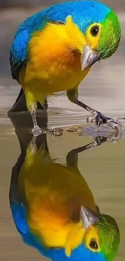 Colorful yellow and blue bird reflected on water surface.