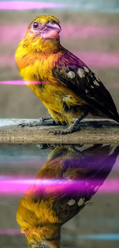 Colorful bird with golden feathers and reflection in water on mobile wallpaper.