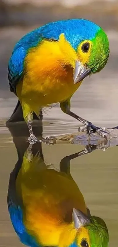 Colorful bird standing by water with a reflection.