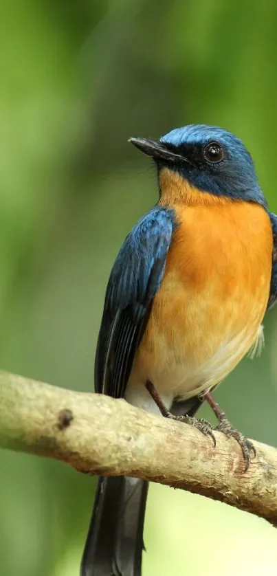 Colorful bird sitting on a branch against a green background.