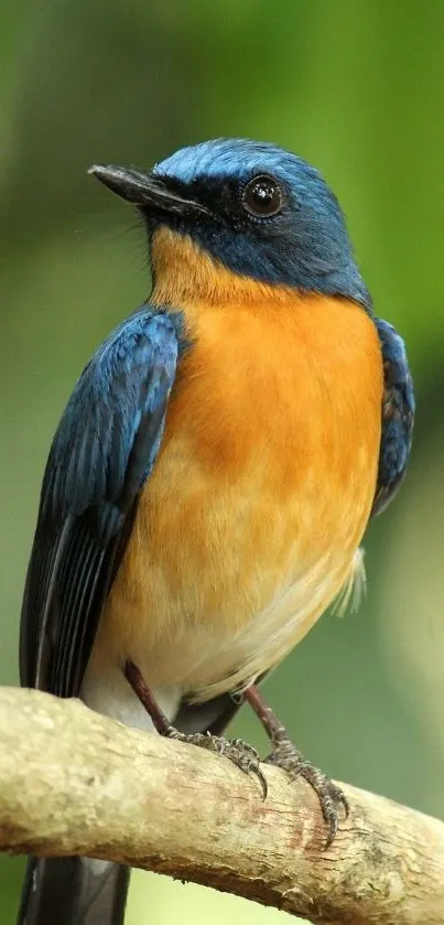 Close-up of a colorful bird on a branch with a green background.